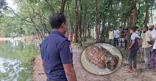 বিরামপুরে বন বিভাগের পুকুরপাড় থেকে পরিত্যক্ত গ্রেনেড উদ্ধার